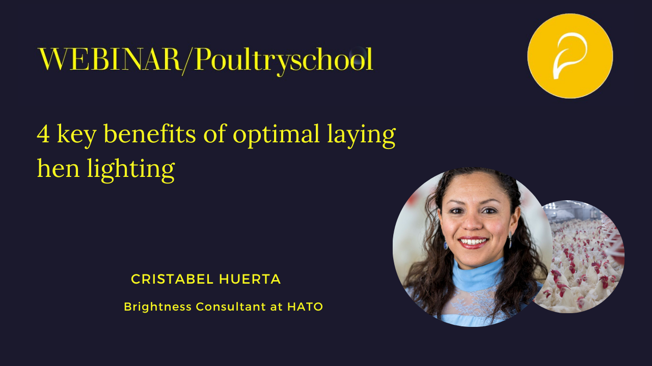 4 Key Benefits Of Optimal Laying Hen Lighting - Cristabel Huerta