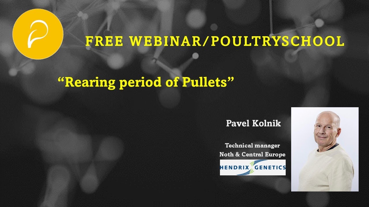 Rearing Period Of Pullets - Pavel Kolnik